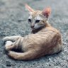 கீச்சுகள் 🐋 profil fotoğrafı