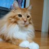 kato profil fotoğrafı
