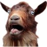 MoA GOATs's profile picture