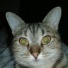 Chorch y Pipinas (En la equi')'s profile picture