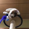 ミケにゃん profil fotoğrafı