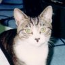 谷中ねこ 的头像