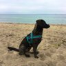 Emmi 🐕🦺's profile picture