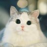 まるねこ🩵☁️ 的头像