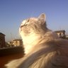 Manugugni's profile picture