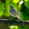 Profilbild von Colibrí