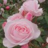 5321はんぞう profil fotoğrafı
