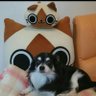 鈴木みゃー's profile picture