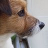 柿花眞之祐's profile picture