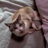 カイン profil fotoğrafı