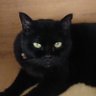 じゃむ猫♪'s profile picture