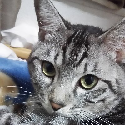 あわらミュージックお知らせ's profile picture