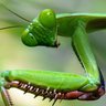 Фото профиля Mantis Gadfly