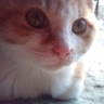 もか's profile picture