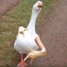 Quackndip 的头像