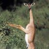 Epic Antelope 的头像