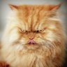 Фото профиля Quibble