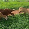 Фото профиля ابوابرهيم جيش قوقو