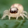 Spidertober 的头像