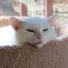 Фото профиля CAT LOVER