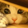 へもじ profil fotoğrafı