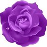Purple Rose ☮️🇺🇸🇮🇱 ✡️'s profile picture
