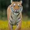 Фото профиля Amandeep kumar