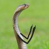 Profilbild von Bang Iyan