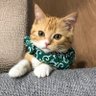 たか 的头像