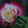 Suellen Noland profil fotoğrafı