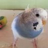 でぃんめり🐧 profil fotoğrafı