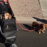 Profilbild von Boo, Molly and Honeys dad 🐾🏃🏻♂️🎶🍯🏒🇺🇸🦂🌵
