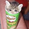 Фото профиля Cat In Pringles