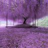 Фото профиля annemilne5