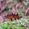 Profilbild von MycoCal