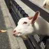 Фото профиля 風の谷のチェリー