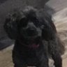 Profilbild von francesca