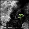 Profilbild von Noura El-Nassery