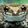 🐸🖤 𒁹pallas 🖤🐸's profile picture