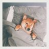 一棵胡萝卜🥕's profile picture