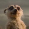 𝚃𝚒𝚖𝚘𝚗 's profile picture