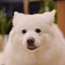 避风_'s profile picture