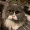APhoto's profile picture