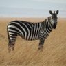 T. Mutasa profil fotoğrafı
