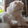 ねこお profil fotoğrafı