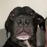 Lee profil fotoğrafı