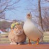 ɴ ᴀ ʙ ɪ ʟ ᴀ 🌸🍃 profil fotoğrafı