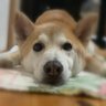 あーどん's profile picture