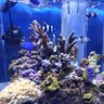 熱帯魚研究者's profile picture