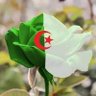 أمة الله's profile picture